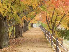 가평군, 옛 중앙내수면연구소 단풍길 16일간 개방 기사 이미지