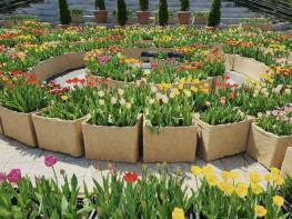 광장에 피어난 봄…포천체육공원 분수광장에 미로형 튤립화단 조성 기사 이미지