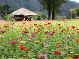 가평군, 2022년 자라섬 남도 꽃 정원 개방 1주만에 방문객 만명 돌파 기사 이미지